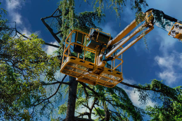 Professional Tree Service in Salem, WV